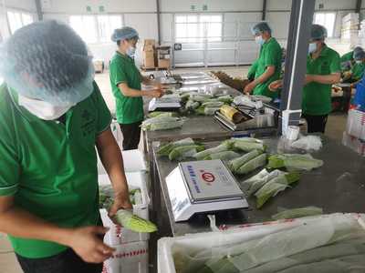 【經濟日報客戶端】供銷系統積極服務鄉村振興