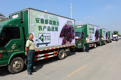 安徽郵政助力農產品進城 肥西17萬斤紅提有了銷路