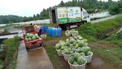 遂寧市供銷社:做實“一”字文章,激活 農產品流通領域“一池春水”