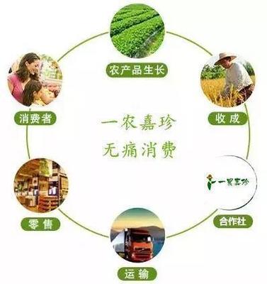 助農產銷 構建高效流通服務，解決農民銷售痛點